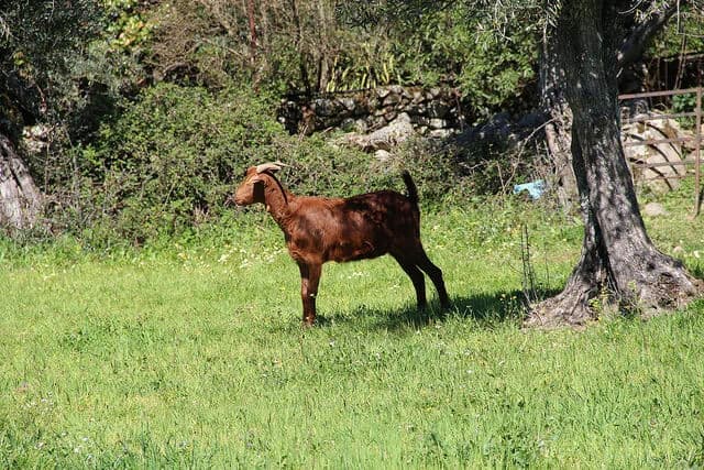 Representação artística de Jesus Cristo como o Bom Pastor a cuidar do seu rebanho num campo verde.