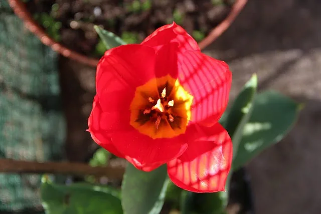 Um bombo tradicional de madeira e pele, símbolo da cultura e da identidade do Souto da Casa.