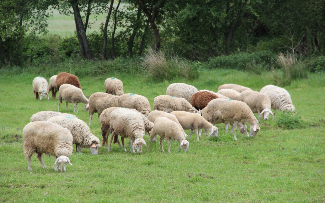 ovelhas num pasto verde no campo